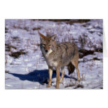 Coyote on snow greeting cards