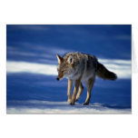 Coyote on snow card
