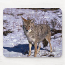 Coyote on snow mousepad