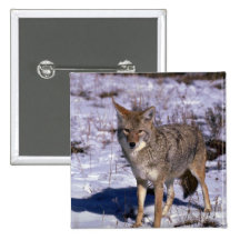 Coyote on snow pins