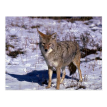 Coyote on snow postcard