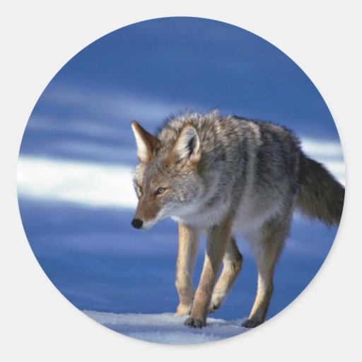 Coyote on snow round stickers