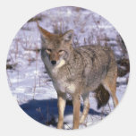 Coyote on snow sticker