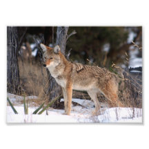 Coyote Out West Photo