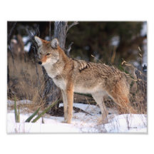 Coyote Out West Photographic Print