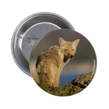 coyote pin's avec agrafe