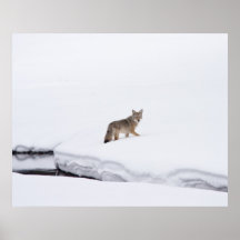 Coyote Poster