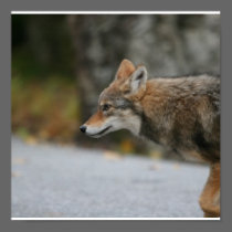 coyote posters