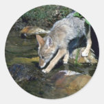 Coyote-pup beside summer stream round sticker
