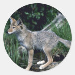 Coyote-pup beside summer stream stickers