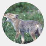 Coyote-pup howling in summer meadow round stickers