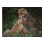 Coyote Puppies Wrestling (Canis Latrans) Post Cards