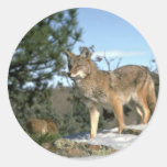 Coyote Round Sticker