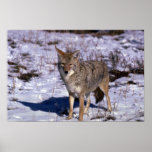 Coyote sur la neige posters