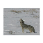 Coyote Wildlife Series # 6 Postcard
