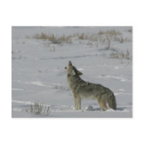 Coyote Wildlife Series # 6 Postcard