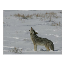 Coyote Wildlife Series # 6 Postcard