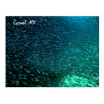 Cozumel Mexico Post Cards