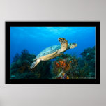 Cozumel - Turtle #5 - 11-2009 Poster