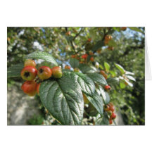 Crab Apples Card