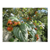 Crab Apples Postcards