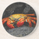 Crab Grapsus Grapsus From The Galapagos Islands Beverage Coasters