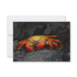Crab Grapsus Grapsus From The Galapagos Islands Custom Announcements