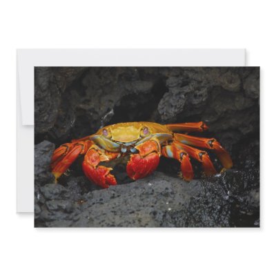 Crab Grapsus Grapsus From The Galapagos Islands Invitations by wallarts