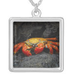 Crab Grapsus Grapsus From The Galapagos Islands Pendant