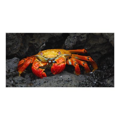 Crab Grapsus Grapsus From The Galapagos Islands Picture Card by wallarts