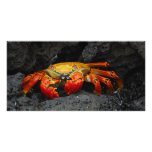 Crab Grapsus Grapsus From The Galapagos Islands photo cards