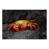Crab Grapsus Grapsus From The Galapagos Islands Art Photo