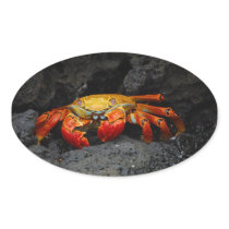 Crab Grapsus Grapsus From The Galapagos Islands Stickers