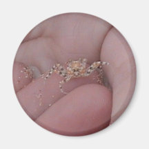 Crab in the hand Magnet