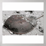 Crab, ©Keila Soñe posters