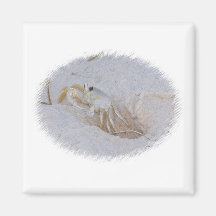 Crab Magnet