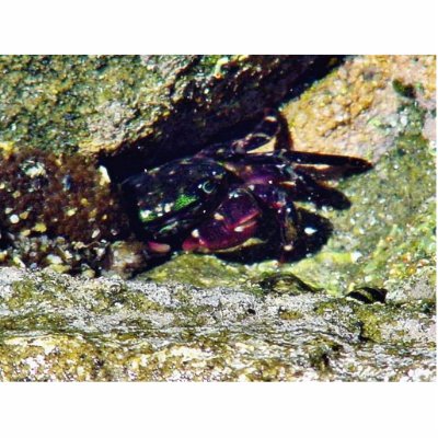 Crab Ocean Tide Pools La Jolla Cove Acrylic Cut Out by lifesphere