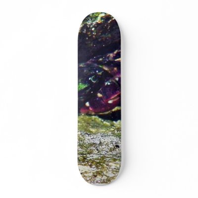 Crab Ocean Tide Pools La Jolla Cove Skate Board Decks by lifesphere