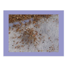 Crab on a towel Postcard