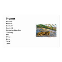 Crab on beach dune at sunset business card templates