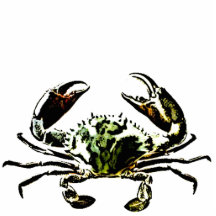 Crab Photo Cut Out