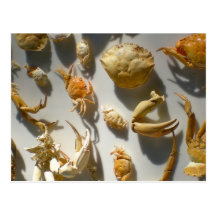 Crab Platter Post Card