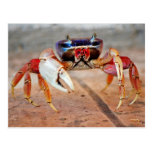 Crab Postcard