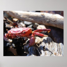 Crabby Print