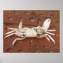 Crabby Print