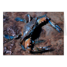 Crabe bleu du Maryland Carte De Vœux