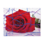 Crackled Rose Postcards