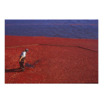 Cranberry Harvest, Middleboro, MA, USA
