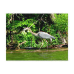 Crane at the Lake Postcard