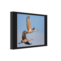 crane gallery wrapped canvas